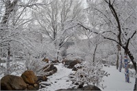 雪景